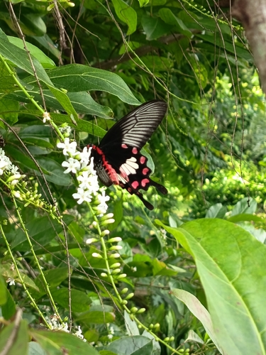 Common Rose Swallowtail