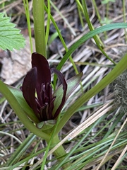 Trillium petiolatum