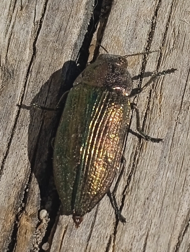 Buprestis rustica