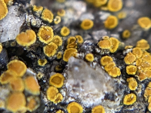 Tryninė geltūnė nuotrauka