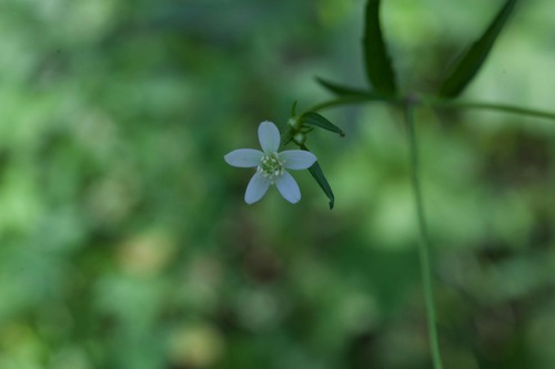 Eriocapitella rivularis, 2026-07-25