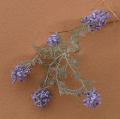 Sophora stenophylla