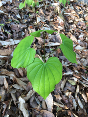 Dioscorea quaternata