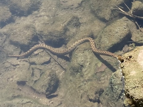 Viperine Snake