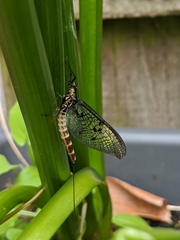 Ephemera danica
