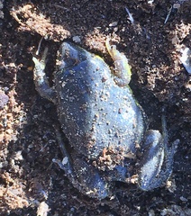 Elachistocleis bicolor