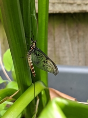 Ephemera danica