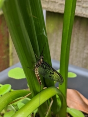 Ephemera danica