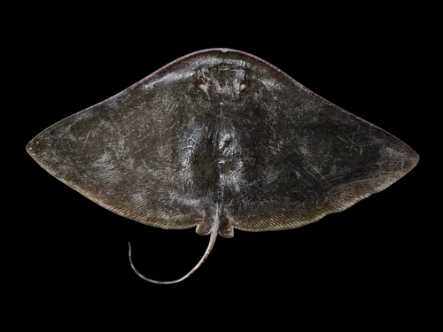 Langstaartvlinderrog (Gymnura poecilura) — Gymnuridae — 4