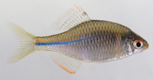 Kyushu bitterling (Rhodeus atremius) — Cyprinidae — 2