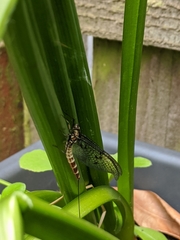 Ephemera danica