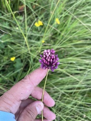 Allium rotundum, photograph (c) Наталья Пикалова, some rights reserved (CC BY)