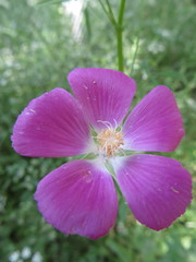 Callirhoe involucrata