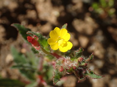 Camissoniopsis hirtella