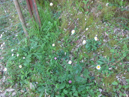 Bellis sylvestris, photograph 1