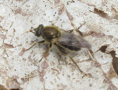 Brachypalpus oarus