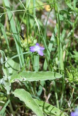 Triodanis perfoliata