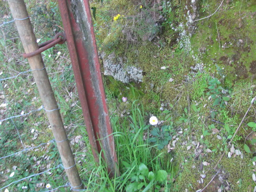 Bellis sylvestris, photograph 2