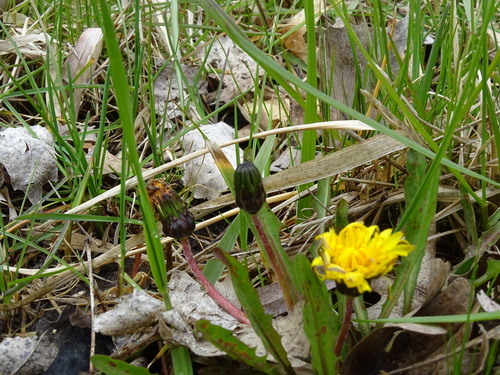 Image of Taraxacum palustre by no rights reserved