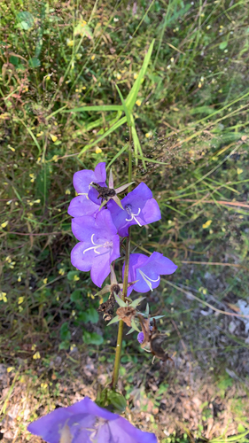 Peach-leaved Bellflower