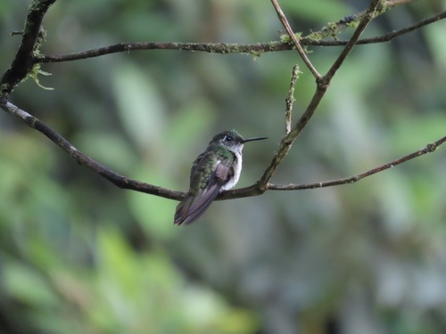 White-bellied Mountaingem (Lampornis hemileucus), photo 2