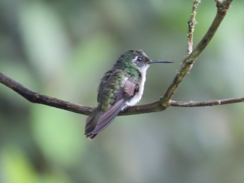 White-bellied Mountaingem (Lampornis hemileucus), photo 1