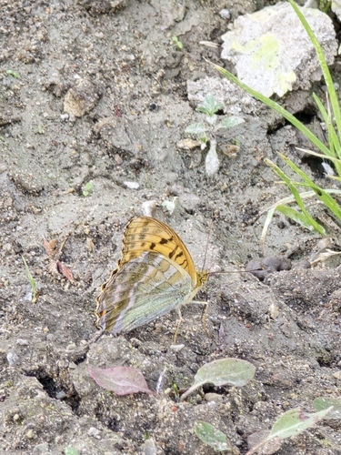 Silver-washed Fritillary