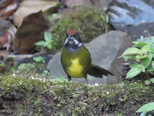 Sooty-faced Finch (Arremon crassirostris), photo 2