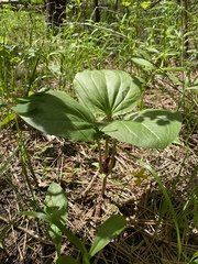 Trillium petiolatum