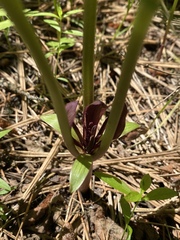 Trillium petiolatum