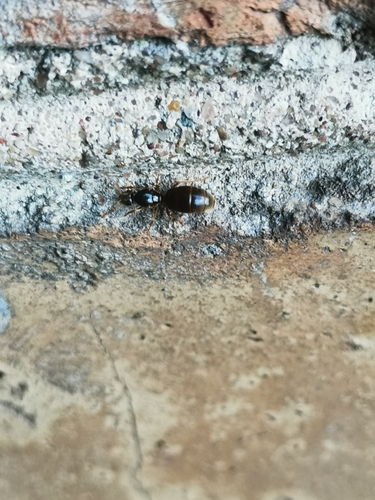 Yellow Meadow Ant