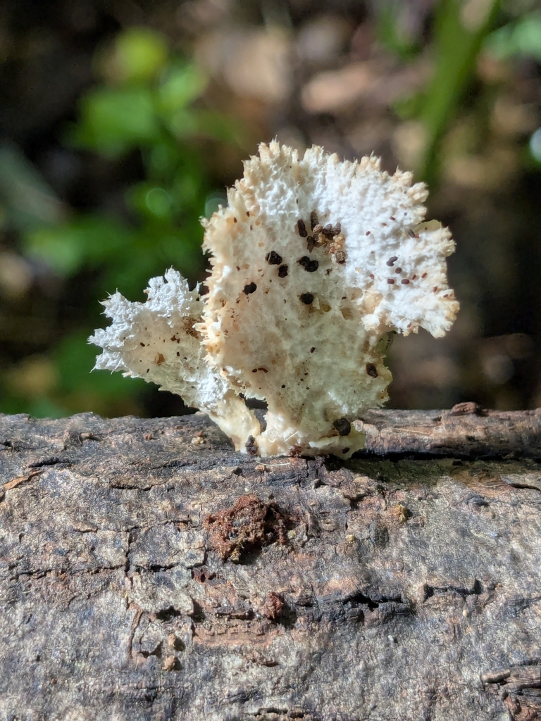 splitgill mushroom · July 2026 · photo: Photo: (c) Hannah Jones, some rights reserved (CC BY) · iNaturalist