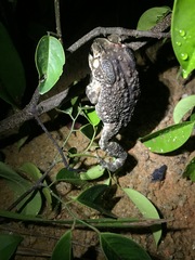 Duttaphrynus melanostictus