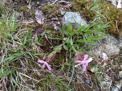 Silene caroliniana