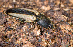 Ampedus sayi