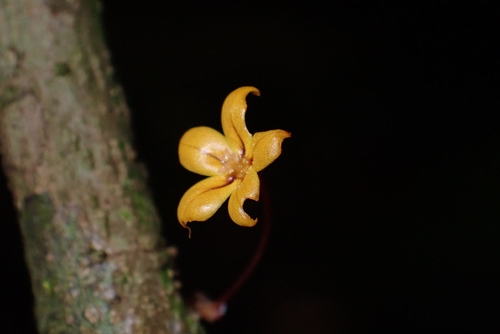 Trigonostemon aurantiacus