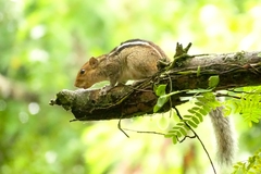 Funambulus tristriatus