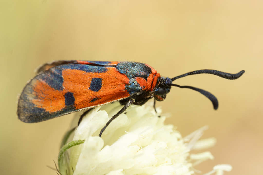 Zygaena laeta