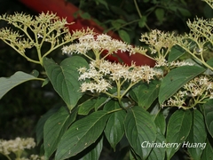 Cornus macrophylla