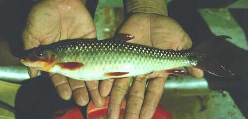 Brown leporinus (Leporinus brunneus) — Anostomidae