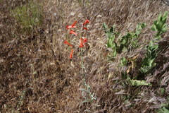 Penstemon subulatus
