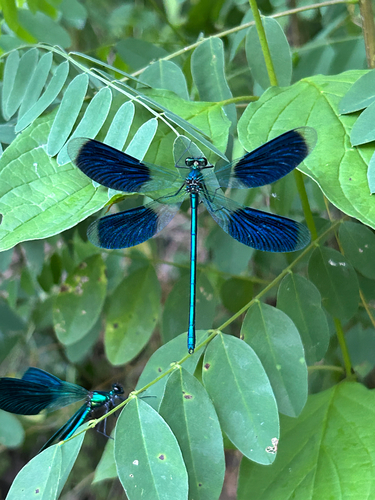 Banded Demoiselle