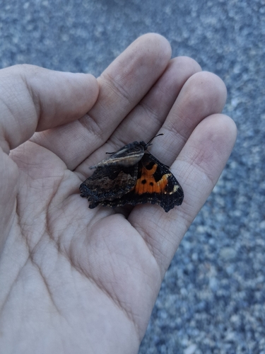 iNaturalist observation photo of California Tortoiseshell