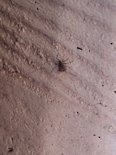 iNaturalist observation photo of Winged and Once-winged Insects