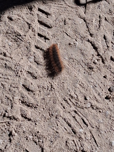 iNaturalist observation photo of Butterflies and Moths