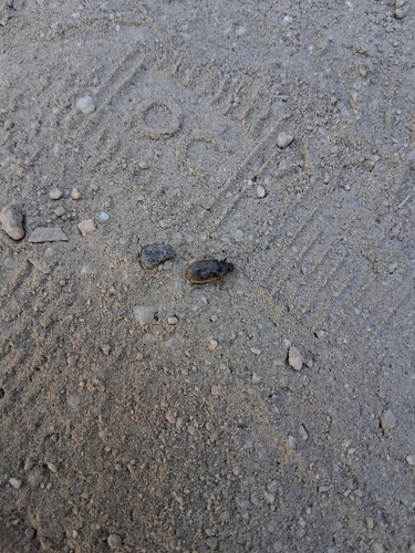 iNaturalist observation photo of Beetles