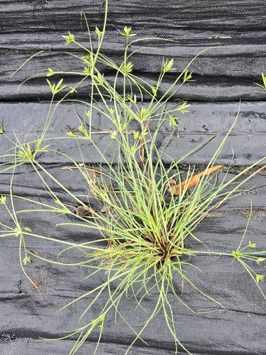 Cyperus compressus, photograph 6