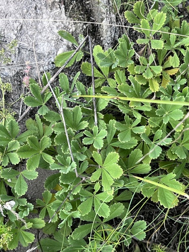 Potentilla incana, photograph 2