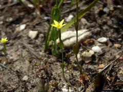 Centaurium maritimum