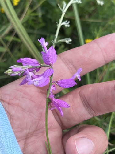 Polygala major, photograph 1